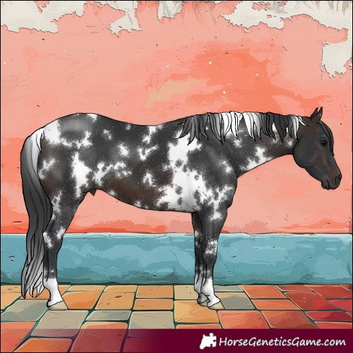 Horse Color:White Spotted Brown