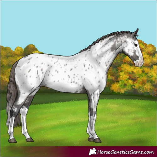 Horse Color:Grullo Splash Near Leopard