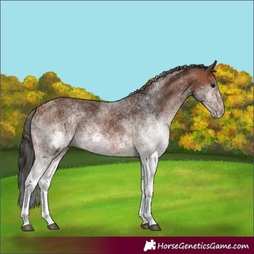 Horse Color:White Spotted Bay Rabicano