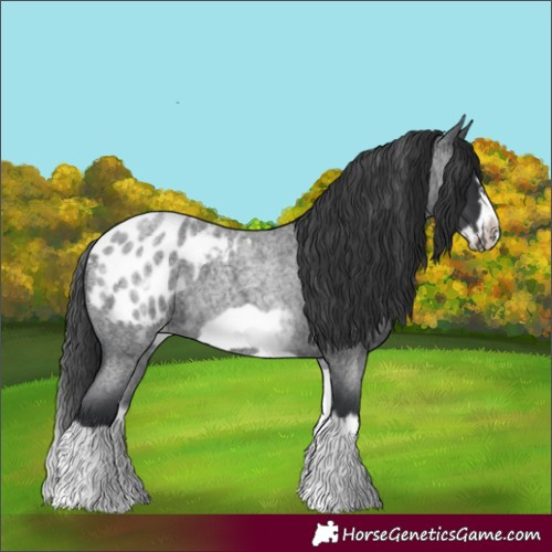 Horse Color:White Spotted Blue Roan Splash Frame Appaloosa 