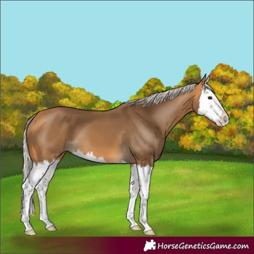 Horse Color:Silver Buckskin Splash 