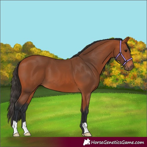 Horse Color:Bay 