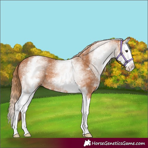 Horse Color:White Spotted Chestnut Splash 