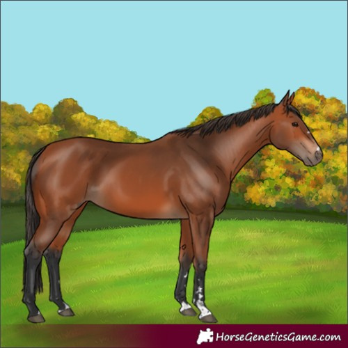 Horse Color:Bay 