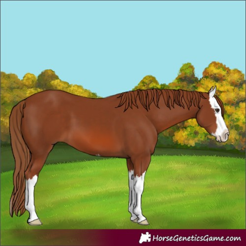 Horse Color:Chestnut Splash 