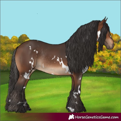 Horse Color:White Spotted Brown Rabicano 