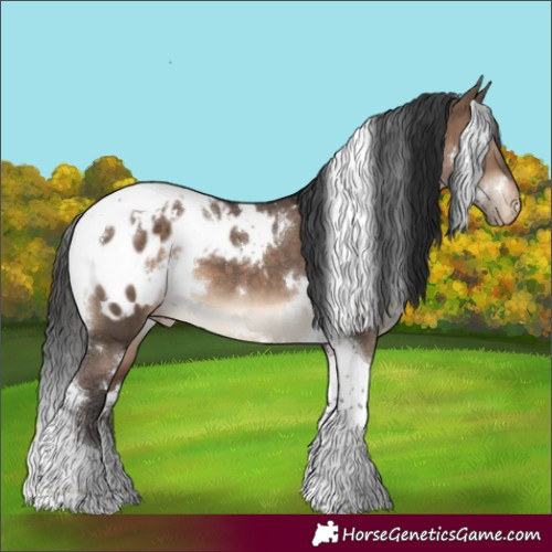 Horse Color:White Spotted Brown Dun Tobiano Appaloosa 