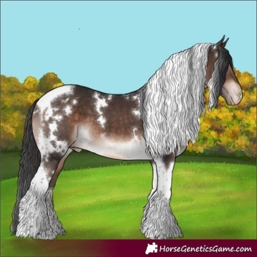 Horse Color:White Spotted Brown Tobiano Appaloosa
