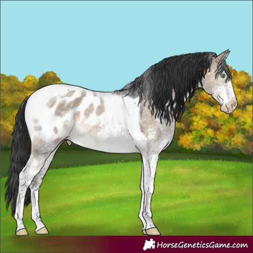Horse Color:White Spotted Brown Dun Tobiano Appaloosa Rabicano 