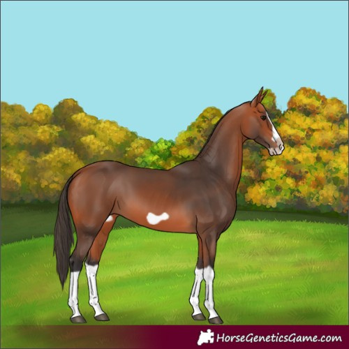 Horse Color:Bay Splash Frame
