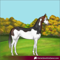 Horse Color:Bay Splash Frame 
