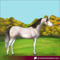 Horse Color:Bay Roan Splash Frame