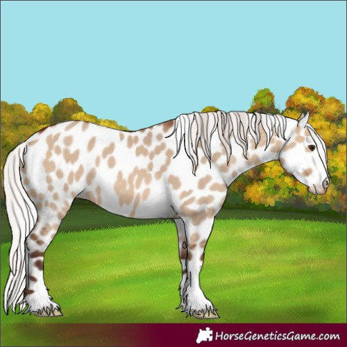 Horse Color:Silver Brown Dun Appaloosa 