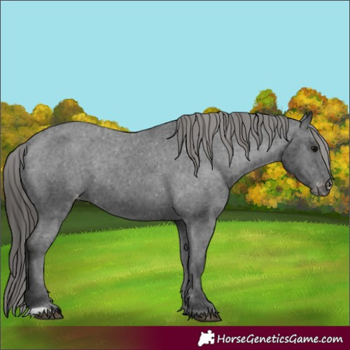 Horse Color:Black Appaloosa Rabicano