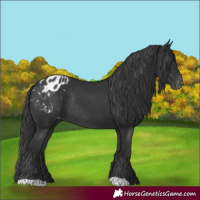 Horse Color:Black Blanket Rabicano