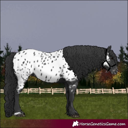 Horse Color:Black Appaloosa Rabicano 