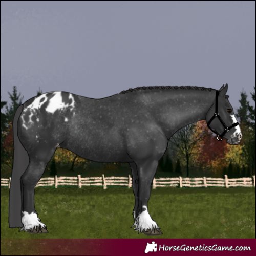 Horse Color:Black Appaloosa Rabicano 
