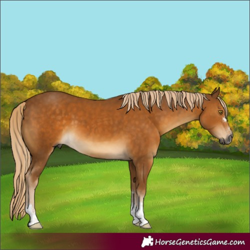 Horse Color:Gray Palomino 