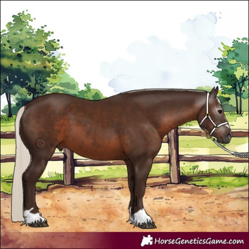 Horse Color:Gray Silver Black