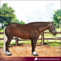Horse Color:Gray Silver Black 