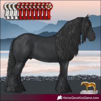 Horse Color:Black 