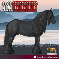 Horse Color:Black 