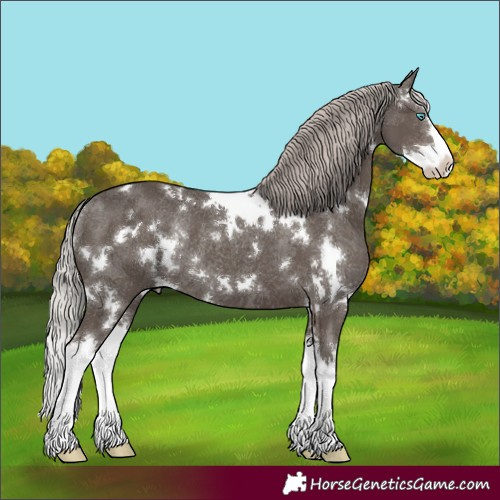 Horse Color:White Spotted Silver Black Splash Rabicano 