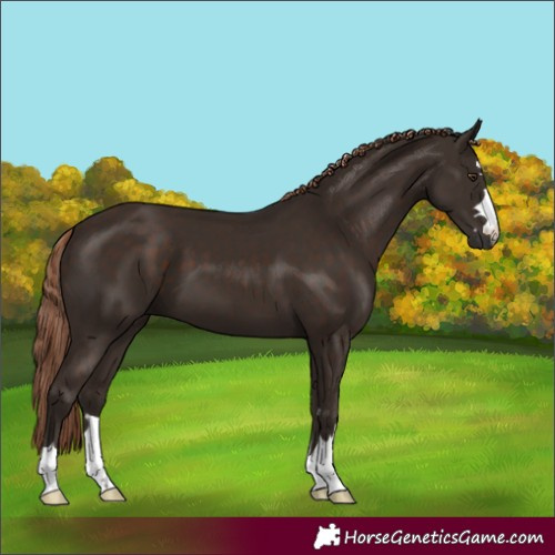 Horse Color:Liver Chestnut 