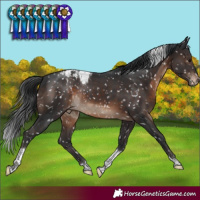 Horse Color:Brown Tobiano Appaloosa Rabicano