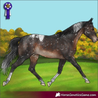Horse Color:Brown Tobiano Appaloosa Rabicano
