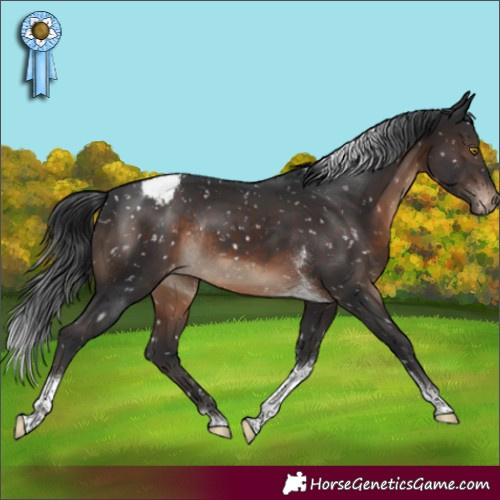 Horse Color:Brown Tobiano Appaloosa Rabicano 