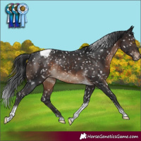 Horse Color:Brown Tobiano Snowcap Rabicano