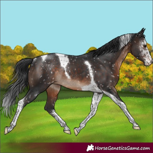 Horse Color:Brown Sabino Tobiano Appaloosa Rabicano