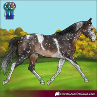 Horse Color:Brown Sabino Tobiano Snowflake VarnishRabicano