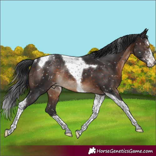 Horse Color:Brown Sabino Tobiano Appaloosa Rabicano 