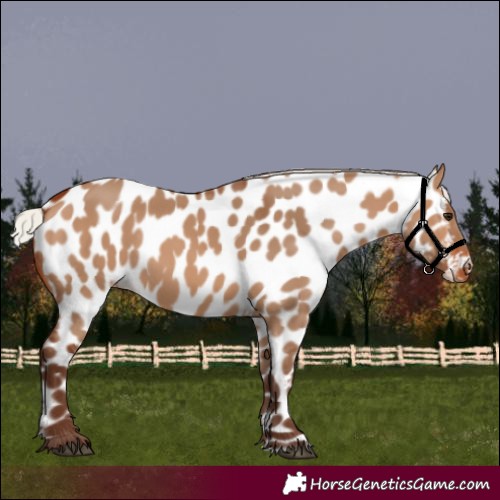 Horse Color:Silver Brown Dun Appaloosa 
