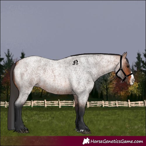 Horse Color:Bay Roan Splash 