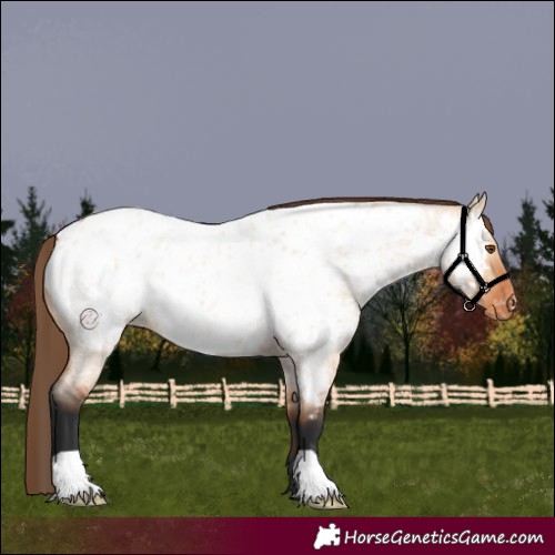 Horse Color:Bay Roan Dun Appaloosa 