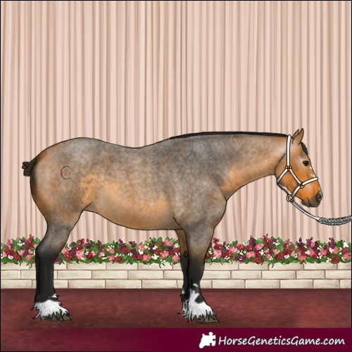 Horse Color:Unknown 