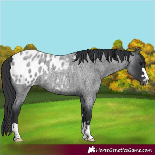 Horse Color:Blue Roan Appaloosa