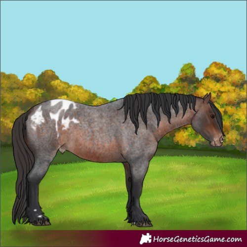 Horse Color:Brown Roan Appaloosa 