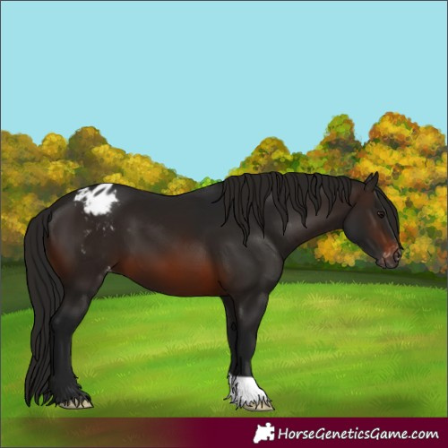 Horse Color:Unknown 