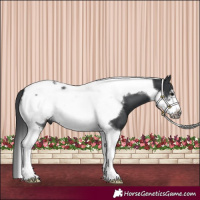 Horse Color:Black Tobiano Frame 