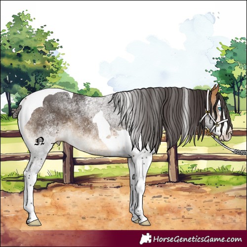 Horse Color:White Spotted Buckskin Splash Tobiano