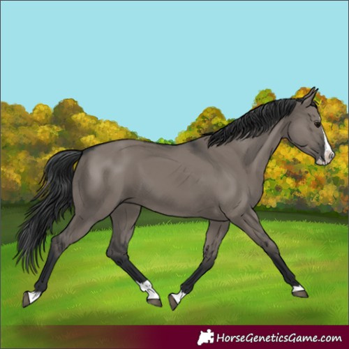 Horse Color:Grullo Splash