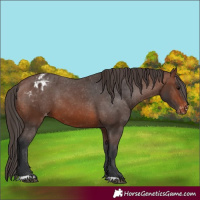 Horse Color:Brown Appaloosa