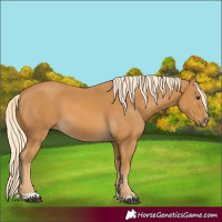 Horse Color:Palomino 