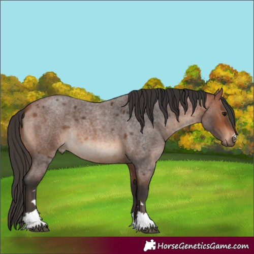 Horse Color:Unknown 