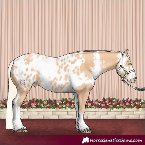 Horse Color:Gold Champagne Sabino Appaloosa