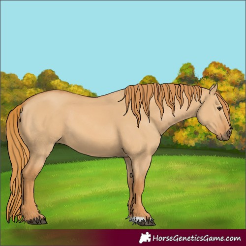 Horse Color:Red Dun 